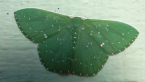 Geometrid Moth