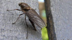 Soldier Fly