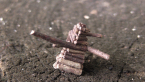 Log Cabin Case Moth