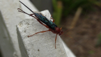Orchid Dupe Wasp