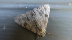 Geometrid Moth
