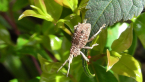 Weevil