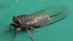 Red Tree-ticker Cicada