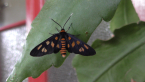 Tiger Moth