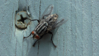 Flesh Fly