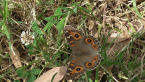 Meadow Argus