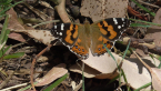 Australian Painted Lady