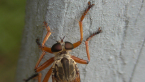 Robber Fly