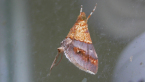Crambid Moth
