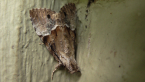 Erebidae Moth