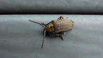 Fig Beetle