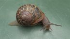 European Garden Snail