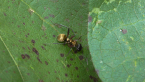 Spiny Ant