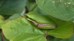 Eastern Sedge Frog