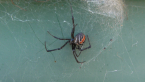 Female Redback Spider