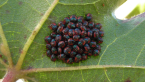 Cotton Harlequin Bug Nymphs