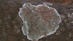 Lichen on Elm Tree