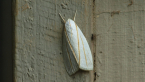 Xyloryctid Moth