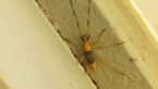 Long-horned Beetle