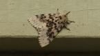 Luna Gyspsy Moth
