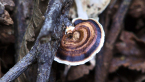 Fungus in Rainforest