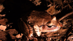 Great Barred Frog
