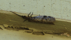 A Dobsonfly
