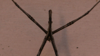 Net-casting Spider