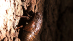 Cicada Nymph 1