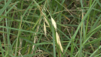 Prairie Grass