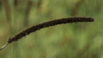 Bristle Grass