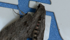 Convolvulus Hawk Moths