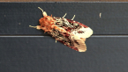 Lily Caterpillar Moth