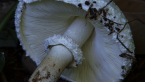 Shaggy Parasol Mushroom