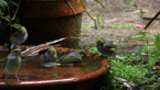 Silvereyes
