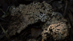 Remains of White Punk Fungus