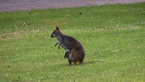 Red-legged Pademelon