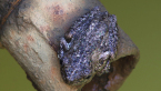 Emerald-spotted Treefrog