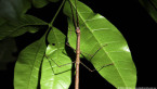 Richmond River Stick Insect