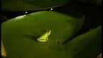 Eastern Sedge Frog