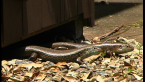 Major Skinks