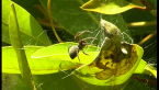 Leaf-curling Spider