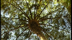 Lacy Tree Fern