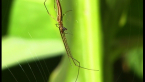Rufous Net-casting Spider