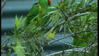 Scaly-breasted Lorikeet