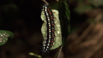 Australian Leafwing Butterfly Larva
