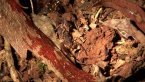 Mottled Scorpion