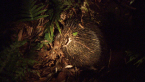 Echidna