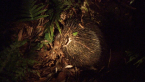 Short-beaked Echidna