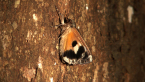 Geometrid Moth